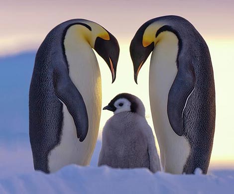 Орнитологи беспокоятся за здоровье пингвинов