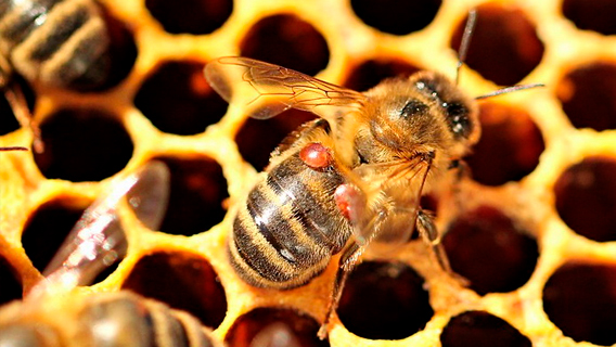 Пчелиные ульи защитят модифицированные микробы