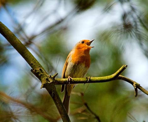 Пение птиц генетически совпадает с человеческой речью