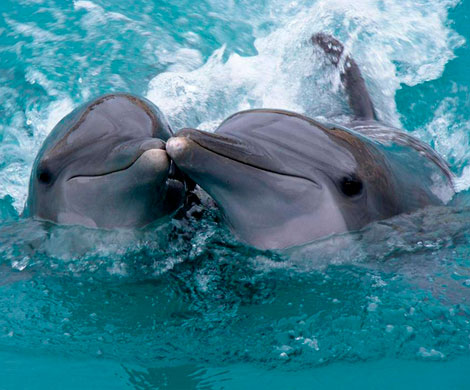 Пенисы мертвых дельфинов надули для изучения секса китов‍