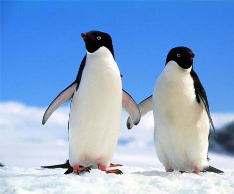 Пингвины предпочитают жить отдельно от партнера