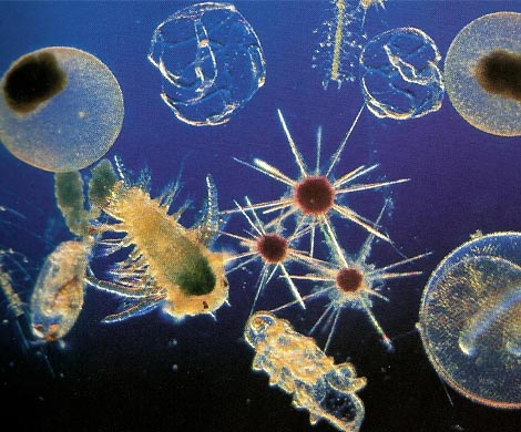 Планктон расскажет о новом массовом вымирании