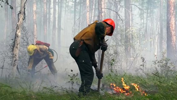 Площадь лесных пожаров в Сибири начала сокращаться