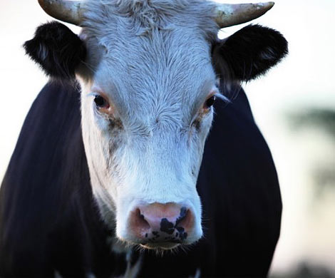 Полицейский в Забайкалье подозревается в краже коровы
