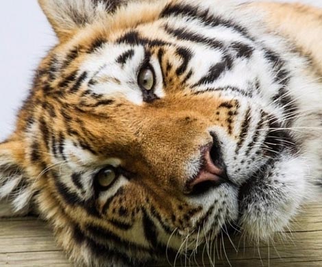 Полиция Владивостока ищет тигра, разгуливающего по городу
