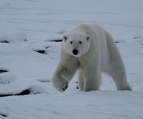 Российские полярники попали в плен к белым медведям и месяц будут ждать спасения