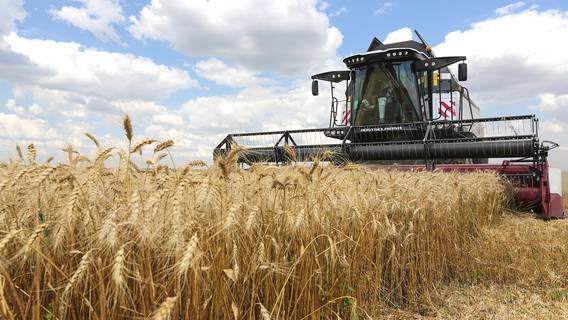 После выхода России из зерновой сделки Египет закупил у РФ 300 тыс. тонн подорожавшей пшеницы
