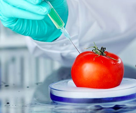 Правительство может запретить продукты с ГМО