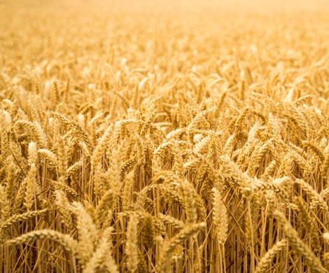 Прогноз урожая зерна-2019 снижен из-за засухи