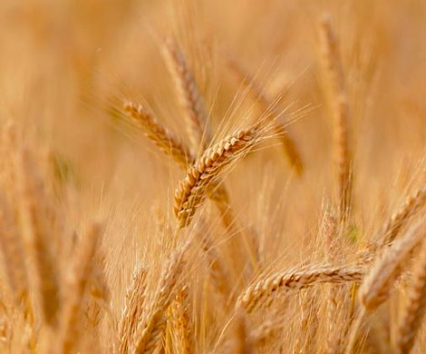 Пшеница обновила четырехлетний рекорд стоимости
