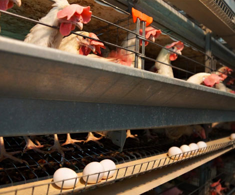 Птицеводам запретят кормить кур антибиотиками