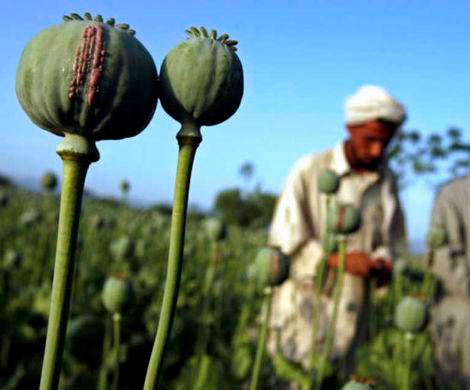 Выращивание героина наркотики в афганистане