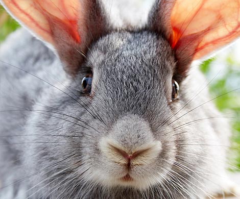 Радиоведущий убил кролика в прямом эфире