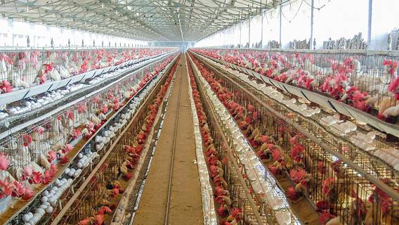 Рекордные 50,54 млн птиц в США умерли из-за вспышки птичьего гриппа