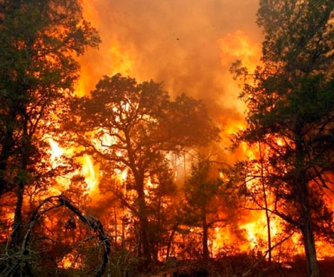 Росгидромет прогнозирует ухудшение ситуации с лесными пожарами