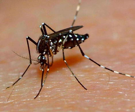 Роспотребнадзор предупредил об опасности комаров во Франции