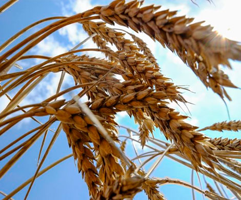 Российская пшеница теряет в цене