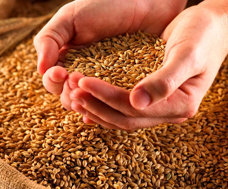 Российские аграрии нарастили экспорт зерна