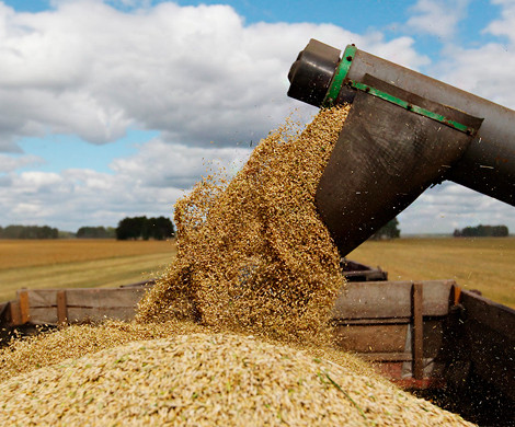 Российские аграрии снижают объемы поставок зерна