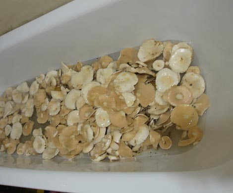Российские туристы в элитном отеле Швейцарии насолили полную ванну грибов для закатки