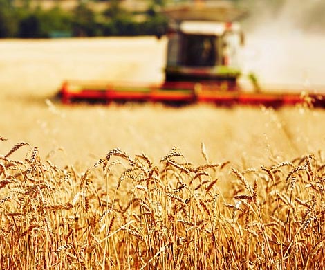 Российскую пшеницу продадут по нулевой пошлине