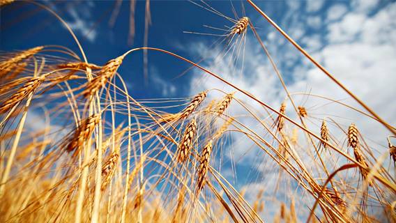 Россия, Украина и Турция близки к соглашению об экспорте украинского зерна
