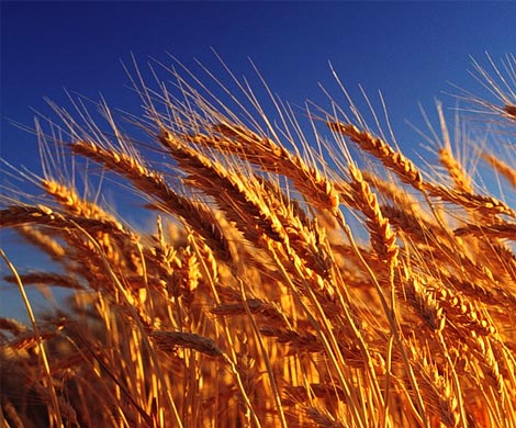 Россия хочет отменить пошлину на экспорт пшеницы до 2018 года