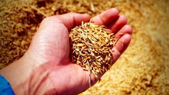 Россия заявила о возобновлении участия в «зерновой сделке»