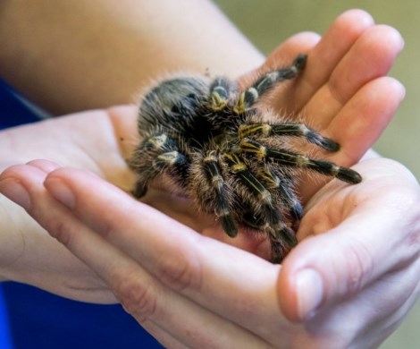 Россиянам запретят держать дома пауков и других «опасных» животных