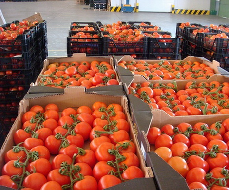 Россияне обеспечены отечественными томатами на 220%