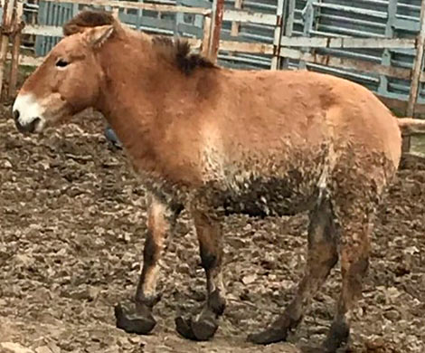 Ростовчане возмущены плачевным состоянием лошади в зоопарке