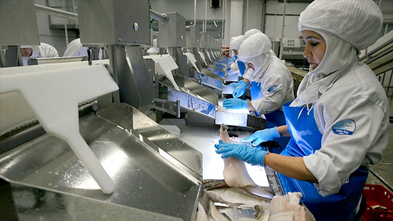 Рыбопереработчики могут недополучить сырья Рыбопереработчики могут недополучить сырья