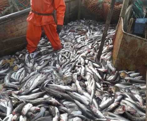 Рыбопромышленники усмотрели риск остановки вылова