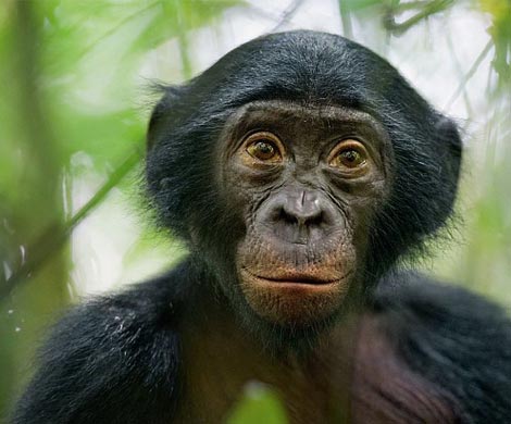 Самочки бонобо симулируют овуляцию для манипуляции самцами