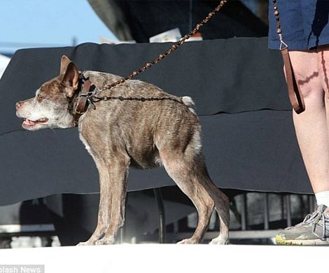 Самой уродливой собакой Америки был признан пес Квази Модо 