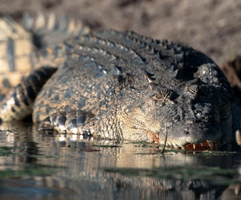Самый старый крокодил на свете отметил свое 114-летие