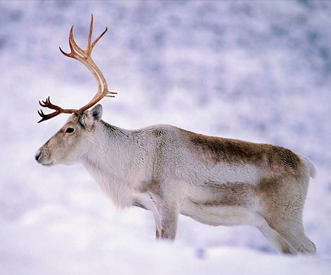 Северному оленю угрожают браконьеры и нефтяники