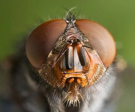 Швейцарцы снабдили беспилотники зрением насекомых