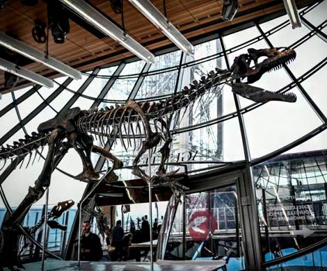 Скелет динозавра неизвестного вида продан более чем за $2 млн‍