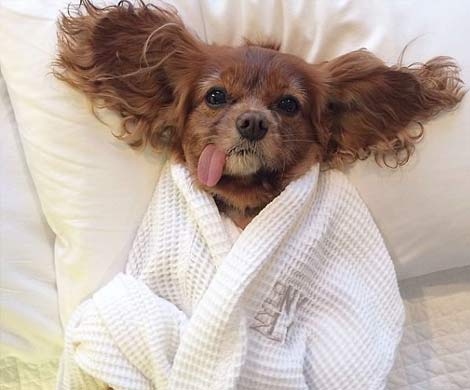 Собака — звезда Instagram снялась в лукбуке Karen Walker