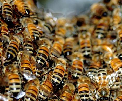 Сотни тысяч пчел тайно жили в стенах больницы в Уэльсе