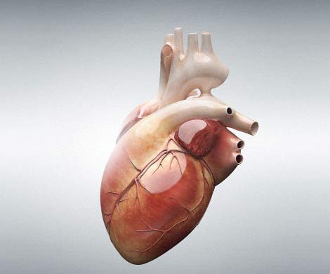 Создан уникальный протез сердца без биения и пульса