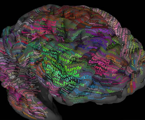 Создана карта слов головного мозга