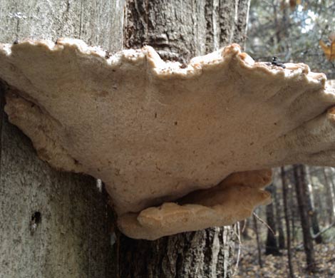 Справиться с лишними килограммами поможет древесный гриб