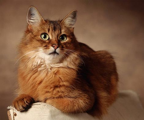 Ученые определили зависимость окраса кошки и ее агрессивности