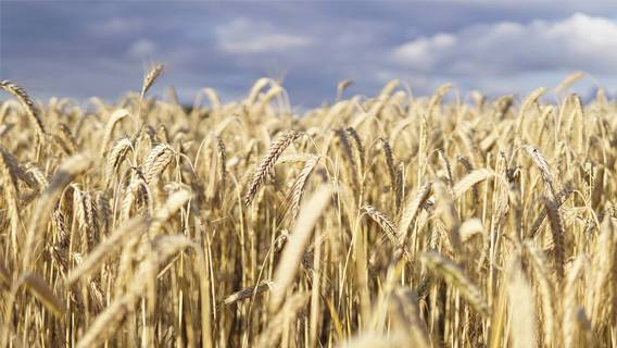 США и союзники разрабатывают план по вывозу необходимых запасов зерна из Украины