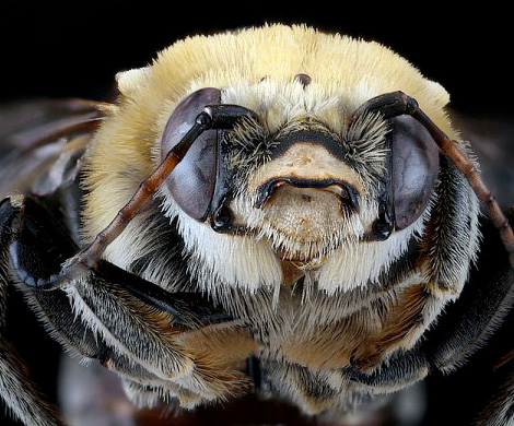 США страдают от распространяющихся по стране пчел-зомби 