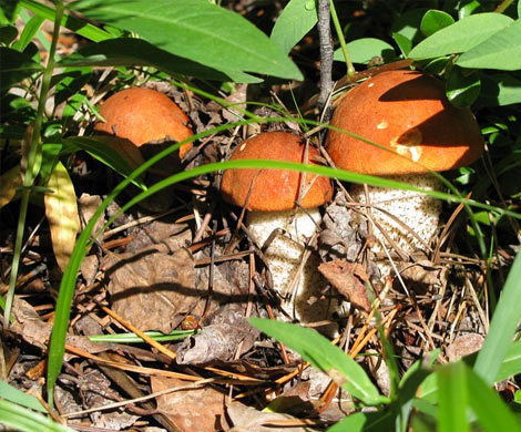 Стало известно, сколько лесных грибов можно есть без вреда для здоровья