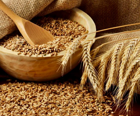 Стоимость пшеницы на внутреннем рынке достигла дна