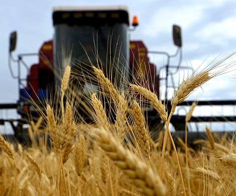 Стоимость пшеницы начала снижаться